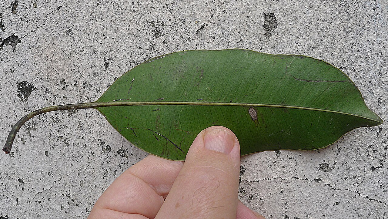 Aspidosperma spruceanum: Aspidosperma melanocalyx Müll.Arg.