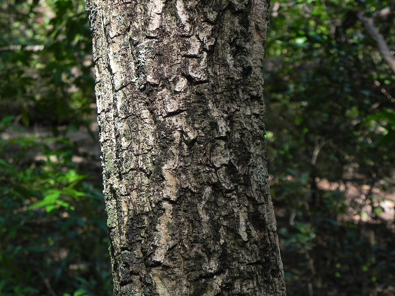 Aspidosperma subincanum: Aspidosperma subincanum in Brazil