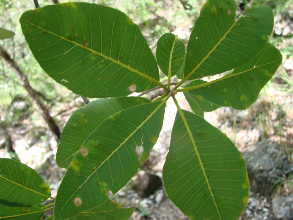 Aspidosperma subincanum: Aspidosperma subincanum - APOCYNACEAE Parque Nacional da Chapada dos Veadeiros - Cavalcante - Goiás - Brasil.