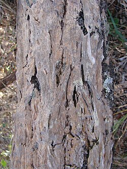Aspidosperma tomentosum: Aspidosperma tomentosum - APOCYNACEAE Jardim Botânico de Brasília - Brasília - Distrito Federal - Brasil.