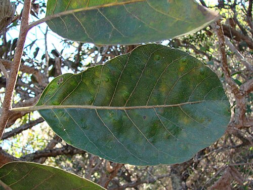 Aspidosperma tomentosum: Aspidosperma tomentosum - APOCYNACEAE Jardim Botânico de Brasília - Brasília - Distrito Federal - Brasil.