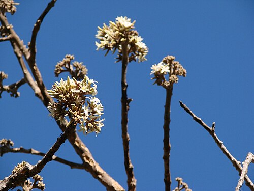 Aspidosperma tomentosum: Aspidosperma tomentosum - APOCYNACEAE Jardim Botânico de Brasília - Brasília - Distrito Federal - Brasil.