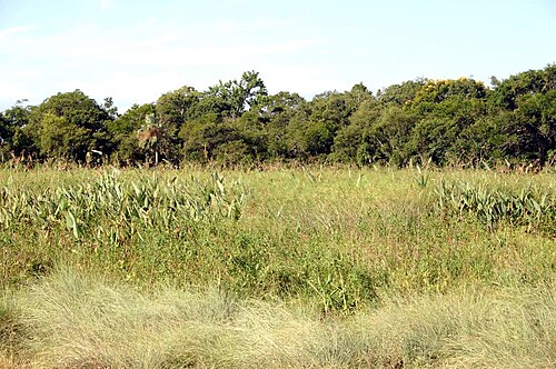 Aspidosperma triternatum: Estero, formación pantanosa con macrófitas palustres. Estacionalmente o permanentemente anegado.