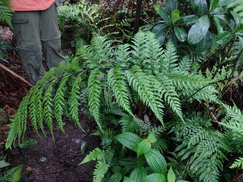 Tapertip spleenwort (Asplenium acuminatum)