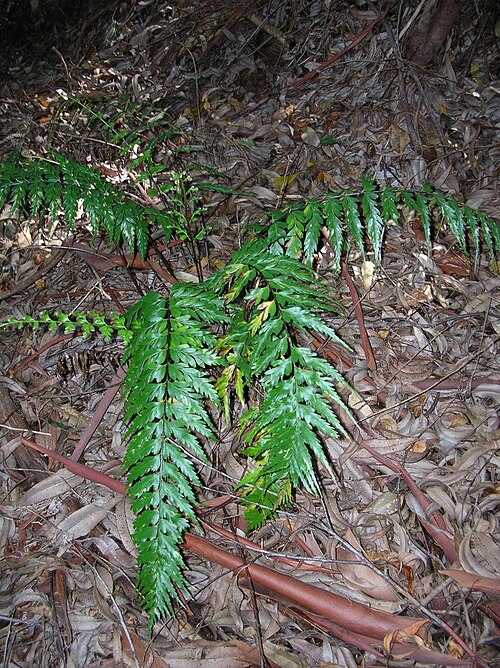 Tapertip spleenwort: Asplenium acuminatum (habit). Location: Maui, Makawao Forest Reserve