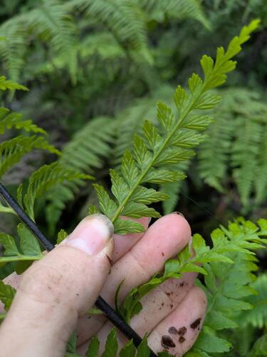 Tapertip spleenwort (Asplenium acuminatum)