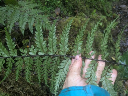 Tapertip spleenwort (Asplenium acuminatum)