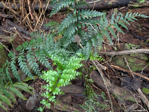 Tapertip spleenwort (Asplenium acuminatum)