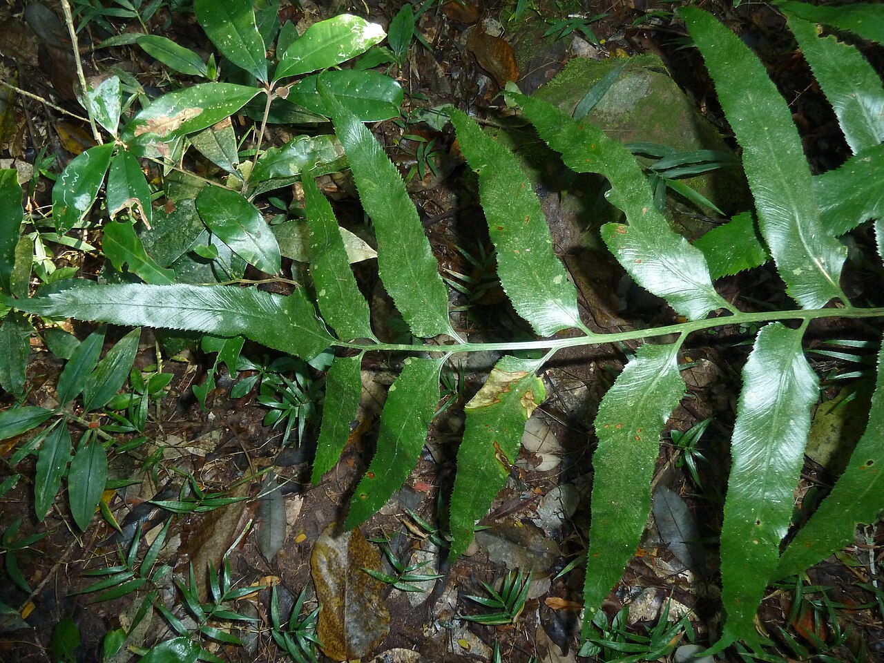 Asplenium anisophyllum: Frond of Asplenium anisophyllum in Krantzkloof Nature Reserve