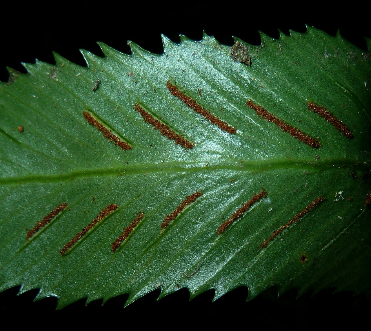 Asplenium anisophyllum: Sori of Asplenium anisophyllum in Krantzkloof Nature Reserve