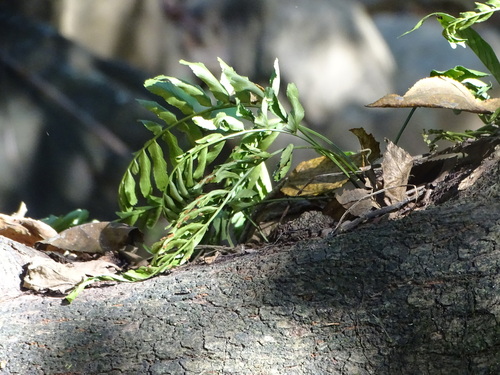 Treetrunk spleenwort (Asplenium auriculatum)