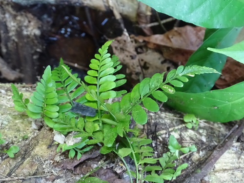 Treetrunk spleenwort (Asplenium auriculatum)
