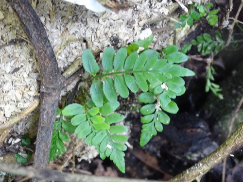 Treetrunk spleenwort (Asplenium auriculatum)