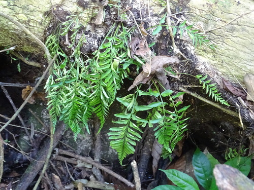 Treetrunk spleenwort (Asplenium auriculatum)