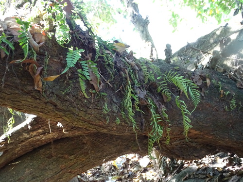 Treetrunk spleenwort (Asplenium auriculatum)