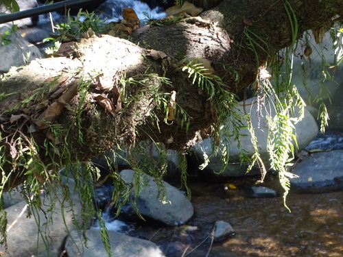 Treetrunk spleenwort (Asplenium auriculatum)