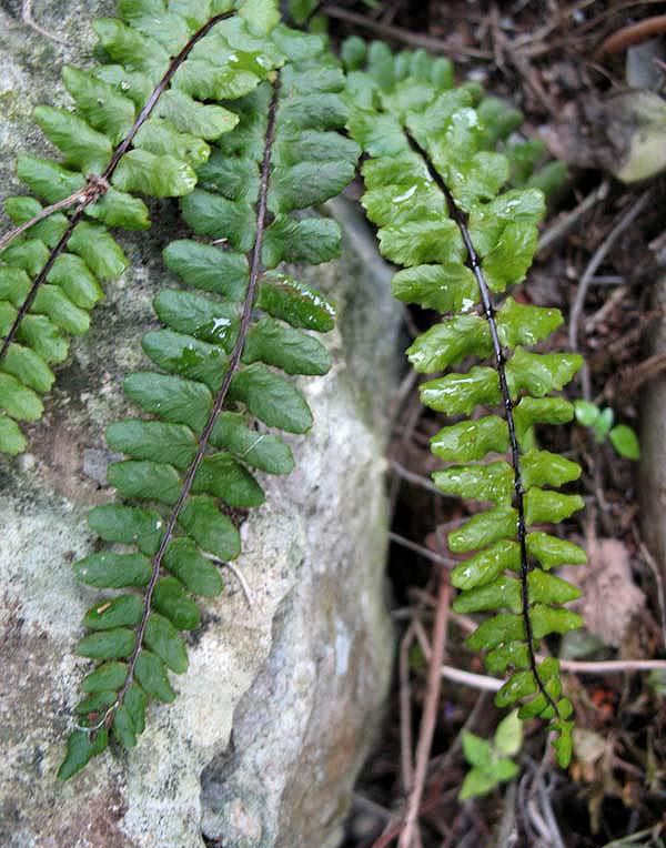 Asplenium azomanes: Asplenium azomanes