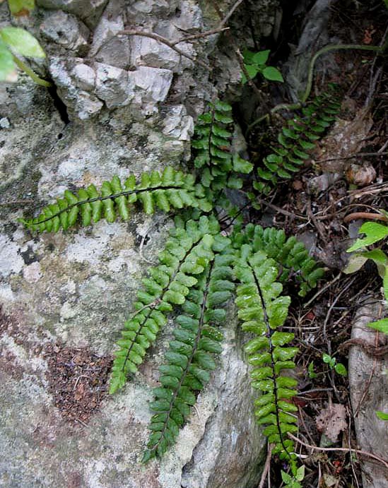 Asplenium azomanes: Asplenium azomanes