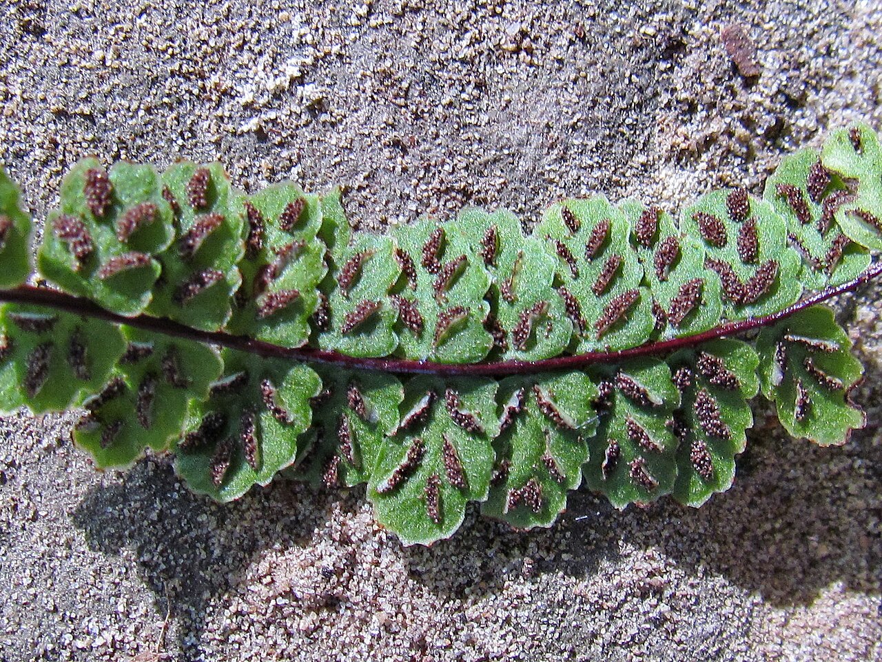Asplenium csikii: Asplenium trichomanes subsp. pachyrachis, Mullerthal, Luxembourg. Detail sori