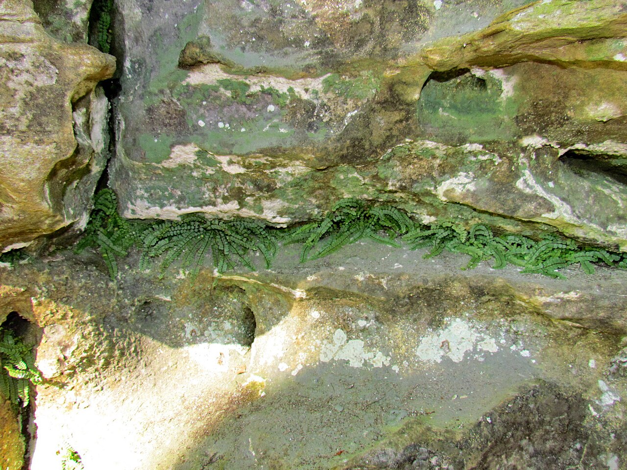 Asplenium csikii: Asplenium trichomanes subsp. pachyrachis, Mullerthal, Luxemburg. Habitus.