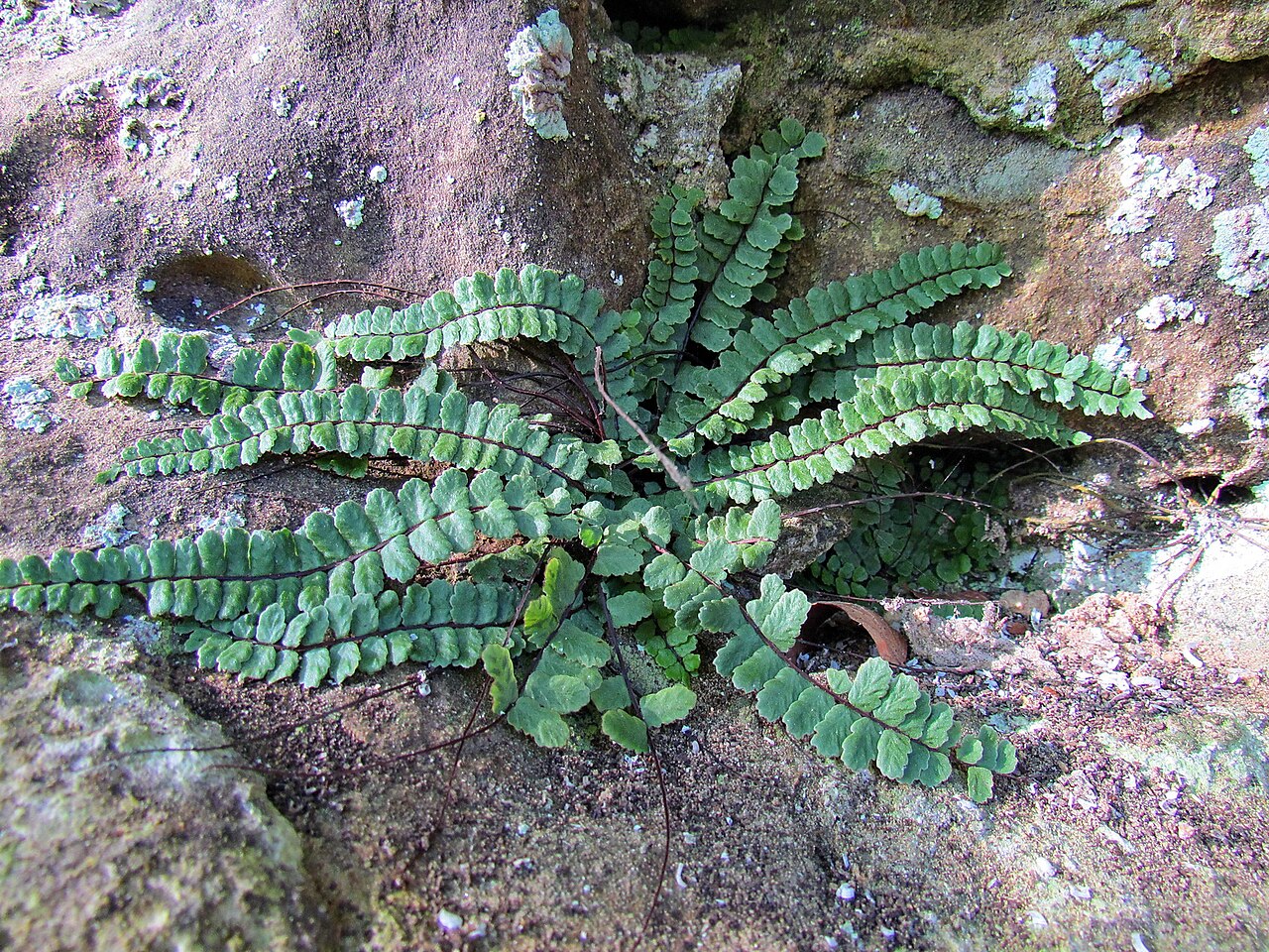 Asplenium csikii: Asplenium trichomanes subsp. pachyrachis, Mullerthal, Luxembourg