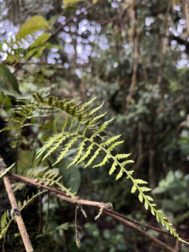 Asplenium cuspidatum (Asplenium cuspidatum)