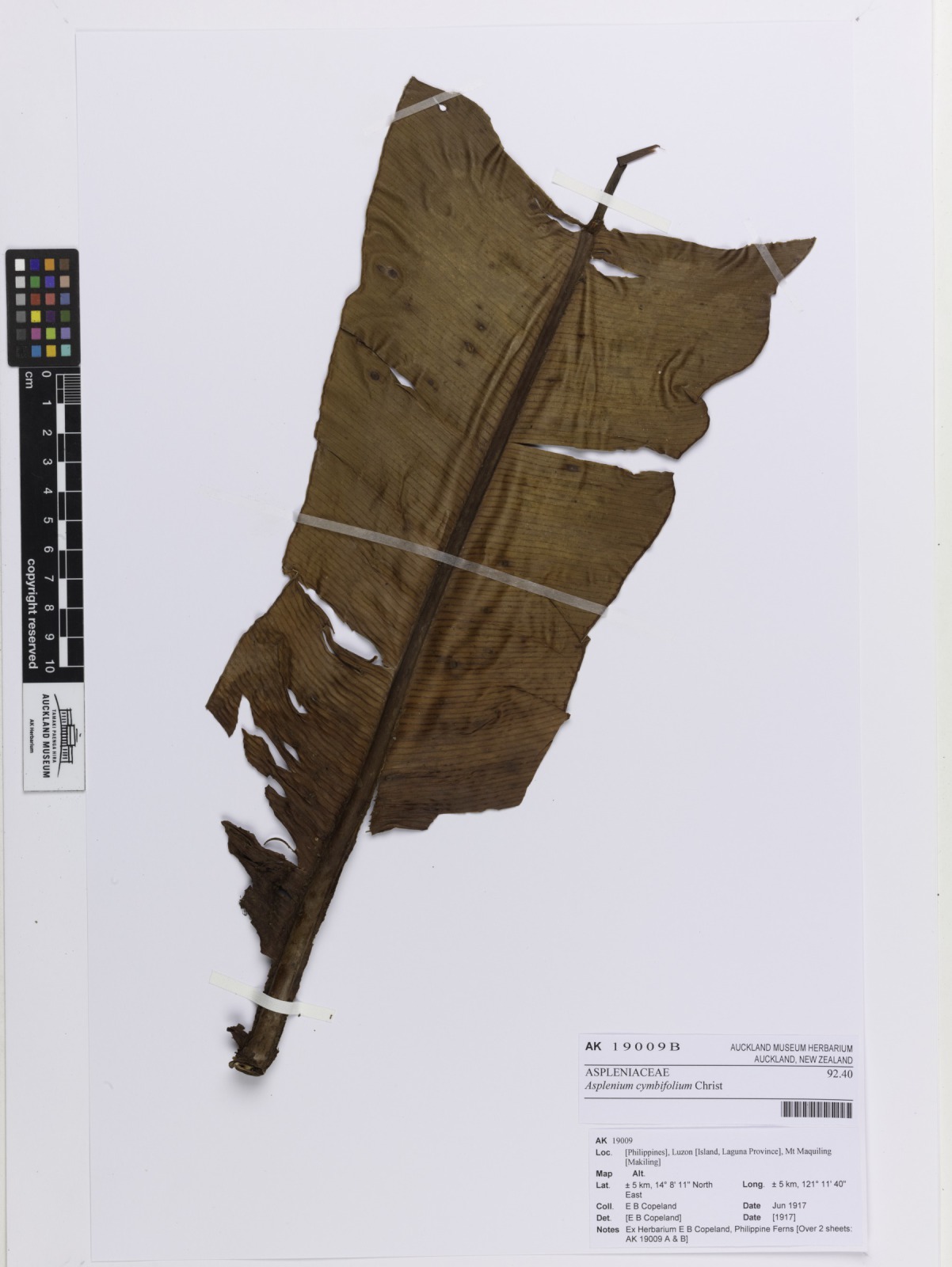 Asplenium cymbifolium (Asplenium cymbifolium)