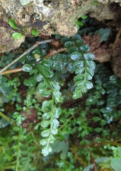 Asplenium dentatum (Asplenium dentatum)