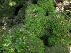 Asplenium dentatum (Asplenium dentatum)