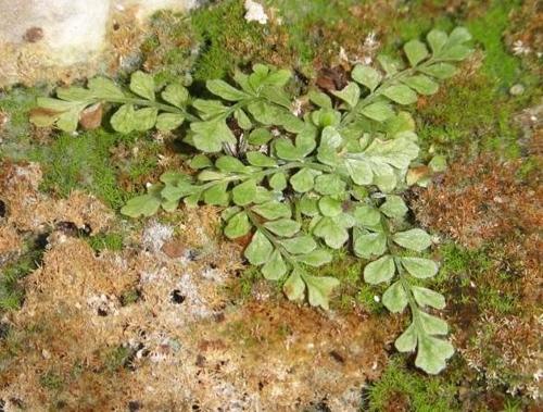 Asplenium dentatum (Asplenium dentatum)