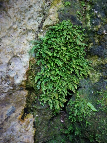 Asplenium dentatum (Asplenium dentatum)