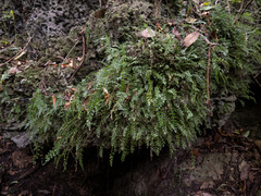 Asplenium dentatum (Asplenium dentatum)