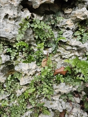 Asplenium dentatum (Asplenium dentatum)