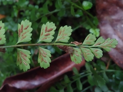 Asplenium dentatum (Asplenium dentatum)