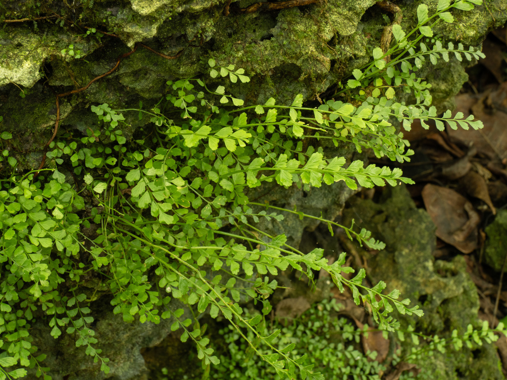 Asplenium dentatum (Asplenium dentatum)