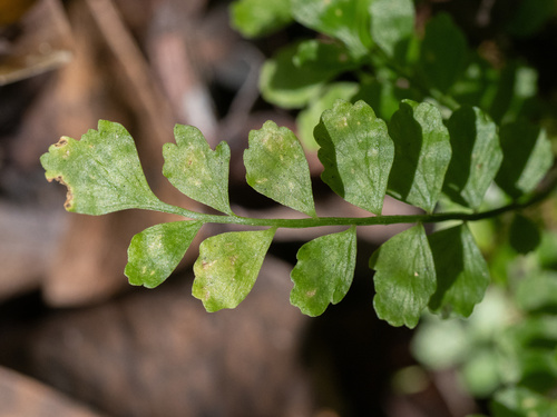Asplenium dentatum (Asplenium dentatum)