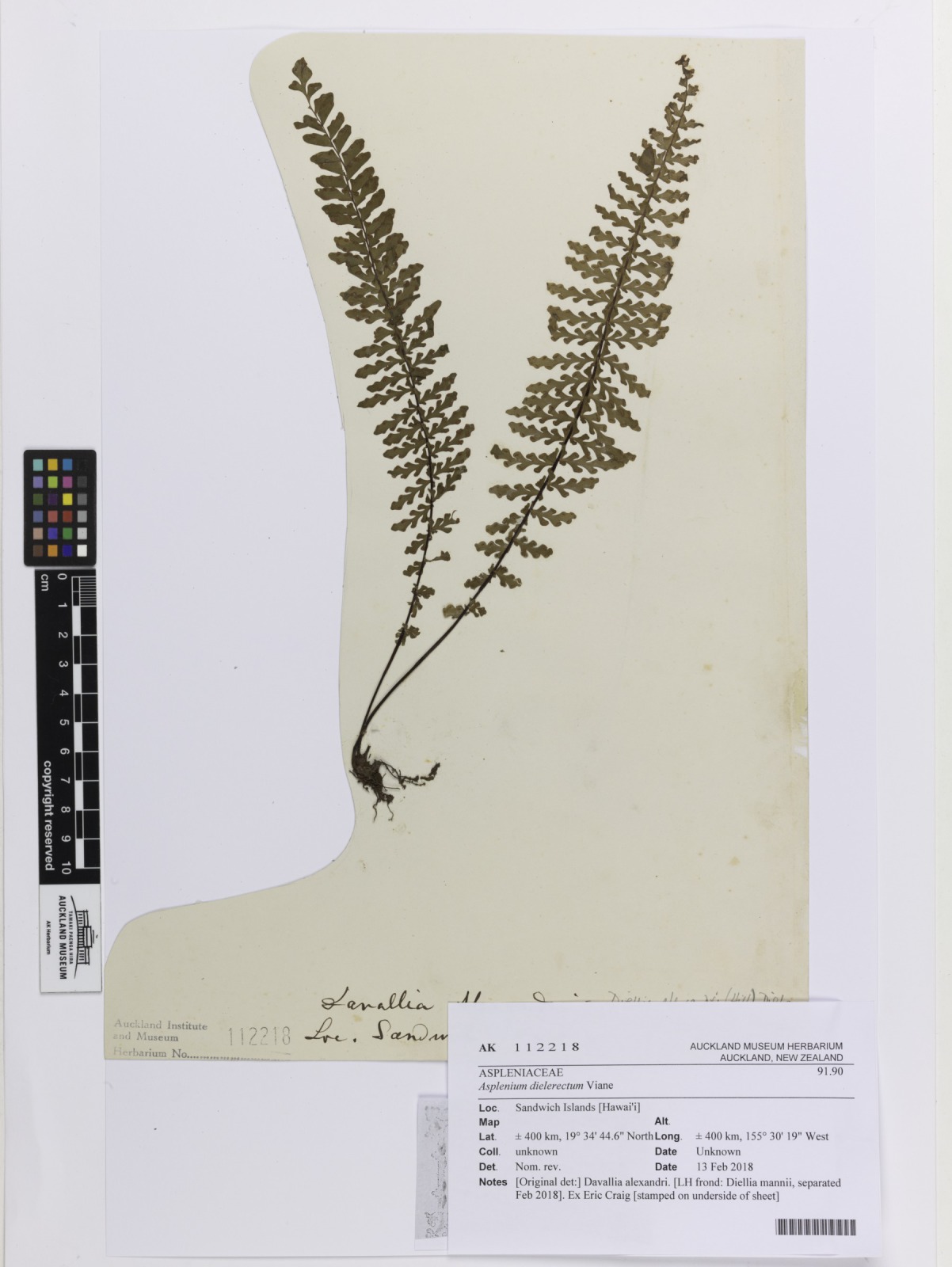 Asplenium-diellia (Asplenium dielerectum)