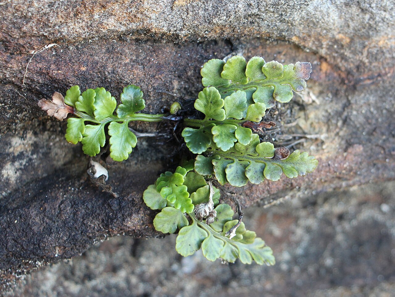 Asplenium difforme: Headland Spleenwort (Asplenium difforme). Barrenjoey, Palm Beach. Sydney, Australia