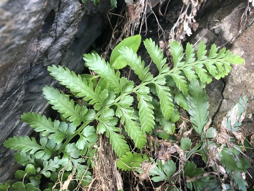 Asplenium difforme (Asplenium difforme)