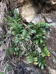 Asplenium difforme (Asplenium difforme)