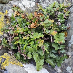 Asplenium difforme (Asplenium difforme)