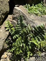 Asplenium difforme (Asplenium difforme)