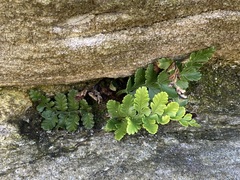 Asplenium difforme (Asplenium difforme)