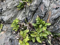 Asplenium difforme (Asplenium difforme)