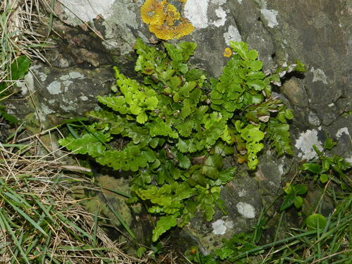 Asplenium difforme (Asplenium difforme)