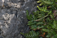 Asplenium difforme (Asplenium difforme)