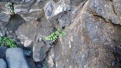 Asplenium difforme (Asplenium difforme)
