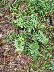 Asplenium difforme (Asplenium difforme)