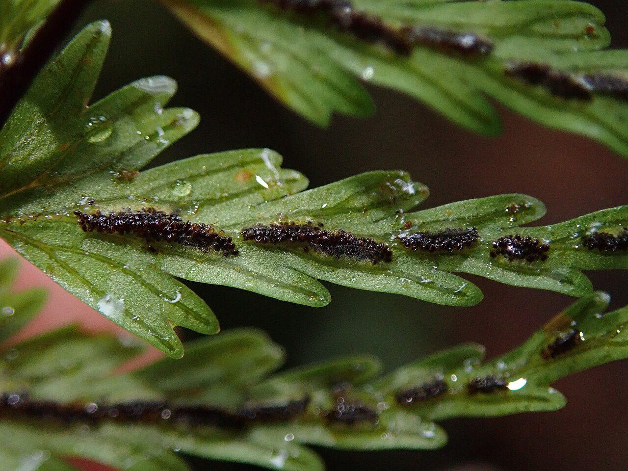 Asplenium dissectum: Asplenium dissectum in Ecuador