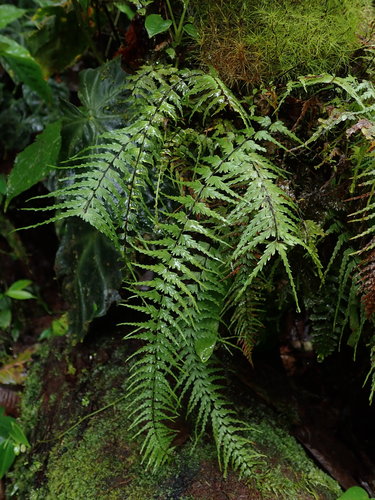 Asplenium dissectum (Asplenium dissectum)